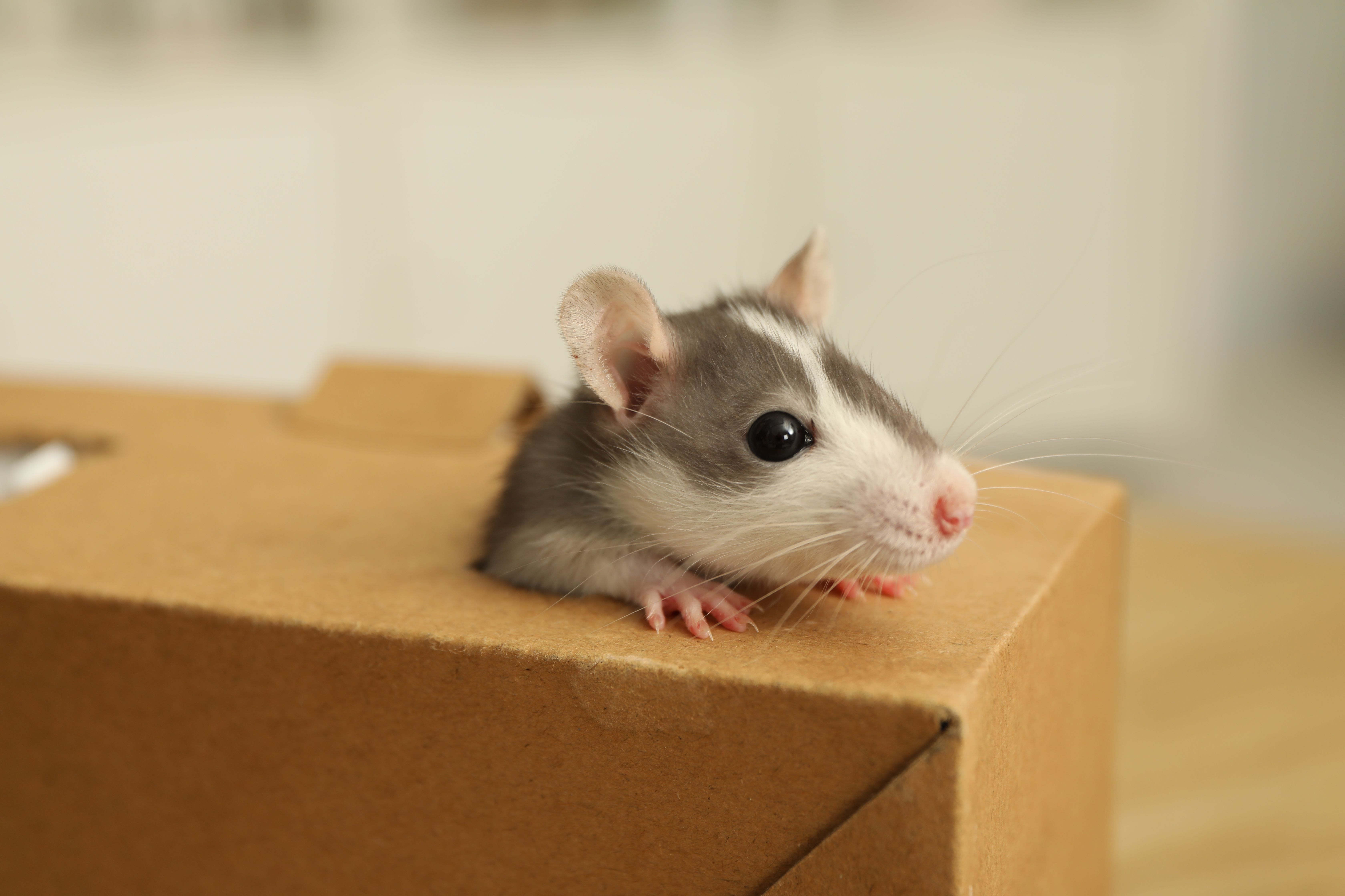 Mousetrap